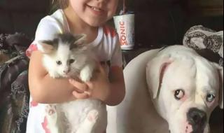 猫咪恨主人的十种表现