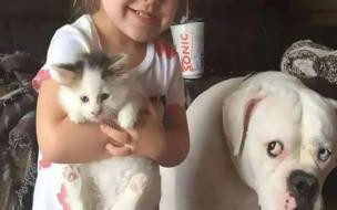 猫被打后的表现 猫咪恨主人的十种表现